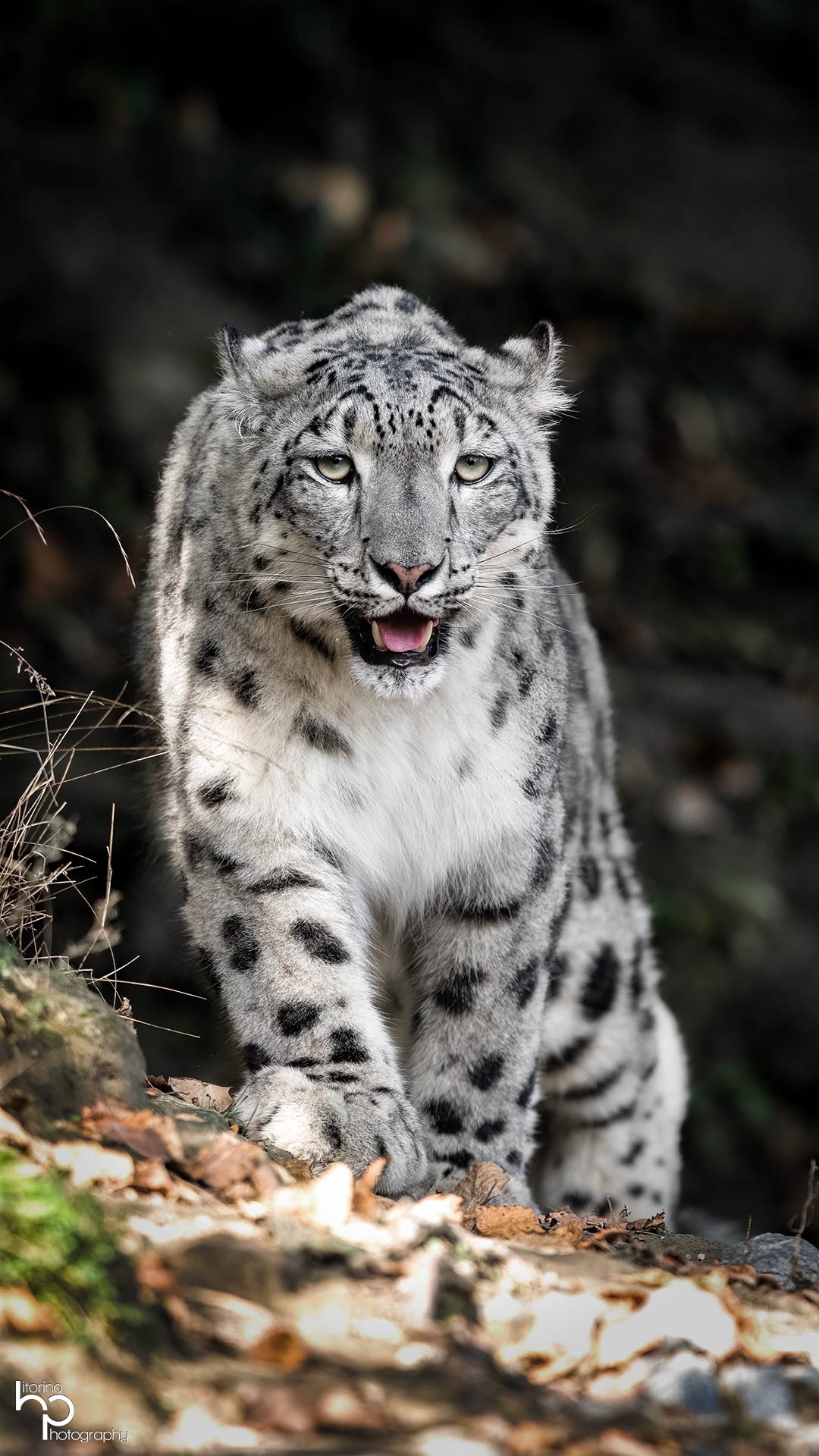 Porträt einer Person mit natürlichem Licht