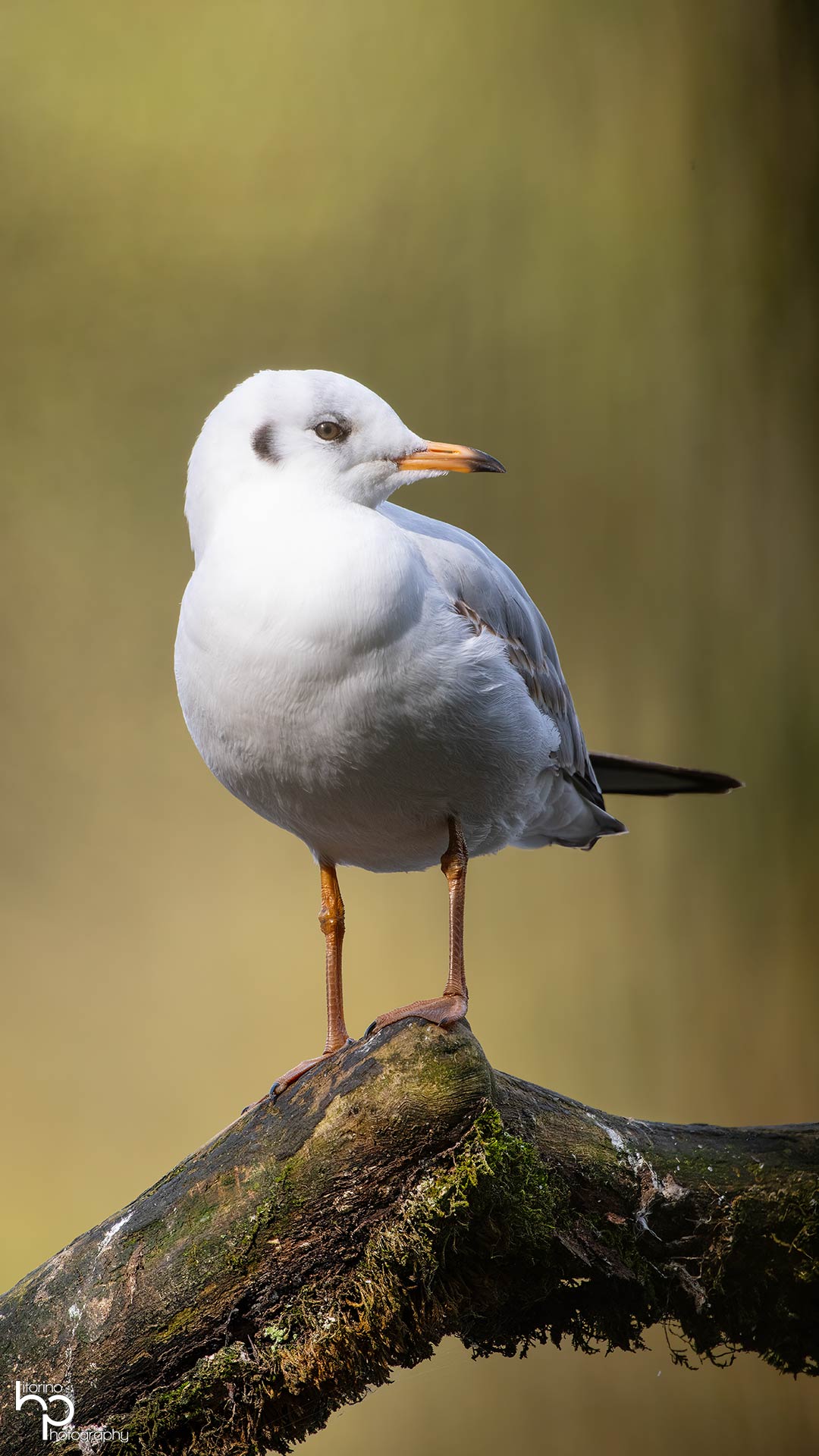 Porträt einer Person mit natürlichem Licht